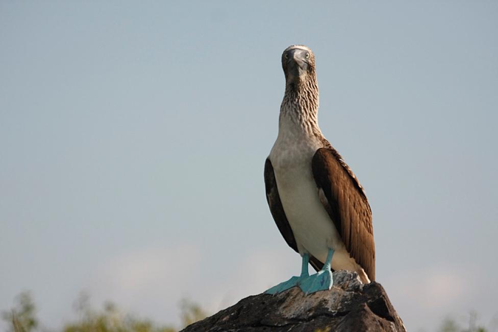 A vista de águila